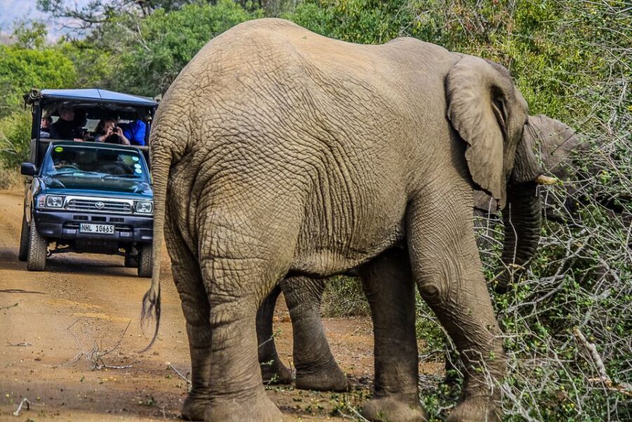 Hluhluwe-Imfolozi: Big 5 Full or Half-Day Safari - The Value for Travelers