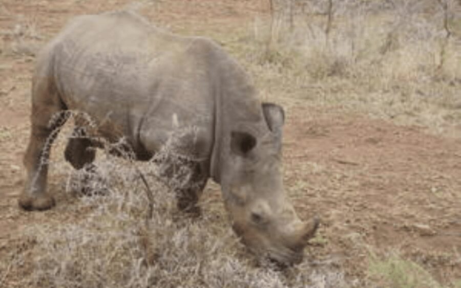 Hluhluwe-iMfolozi Park Big 5 Family Safari Experience - Practical Details & Tips for Travelers