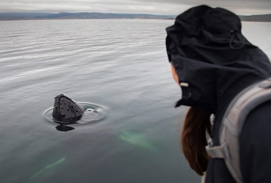 Hólmavík: Whale Watching Tour - Practical Details and Tips