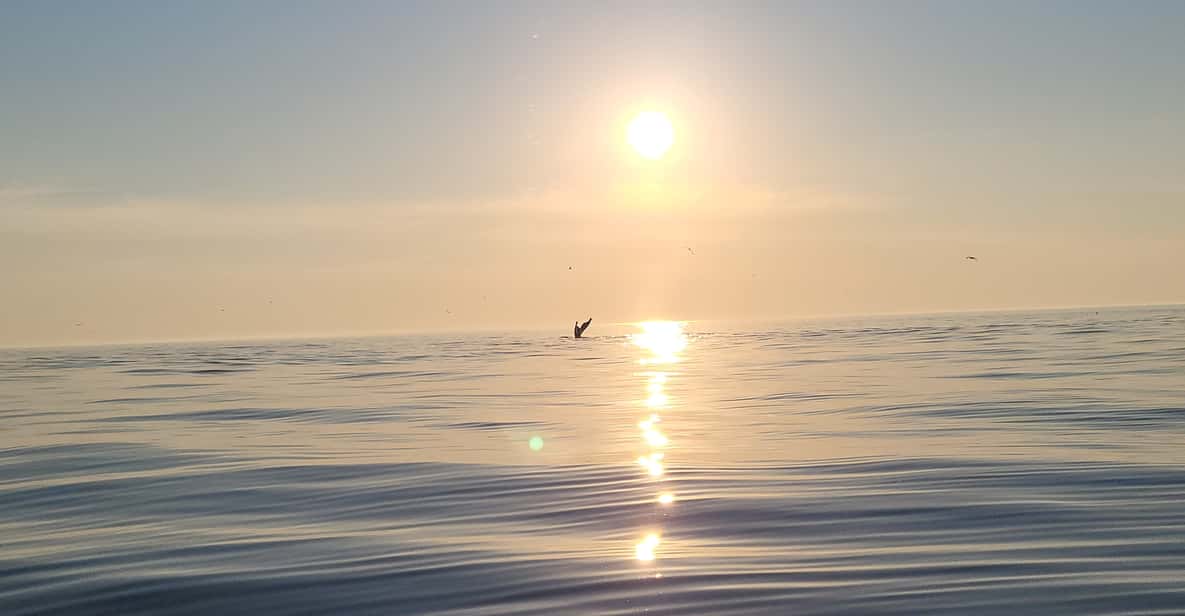 Honningsvåg: North Cape King Crab & Arctic Wildlife Safari - Is It Worth the Price?