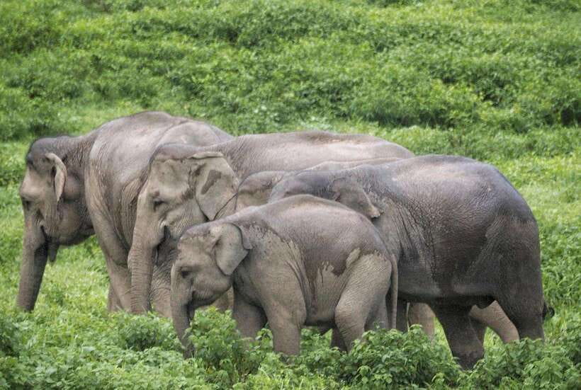 HUA HIN : Kui Buri Elephant Safari Tour (Private 2 or 3 Pax) - Itinerary and Locations