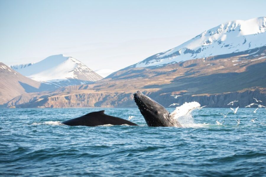 Húsavík: Whale-Watching Cruise and Puffins Guided Tour - Who Is This Tour Best For?