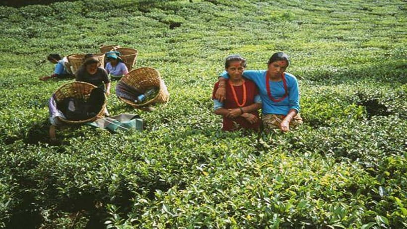 Ilam: 7-Day Luxury Tea Garden Stay in Illam - Who Will Love This Tour?