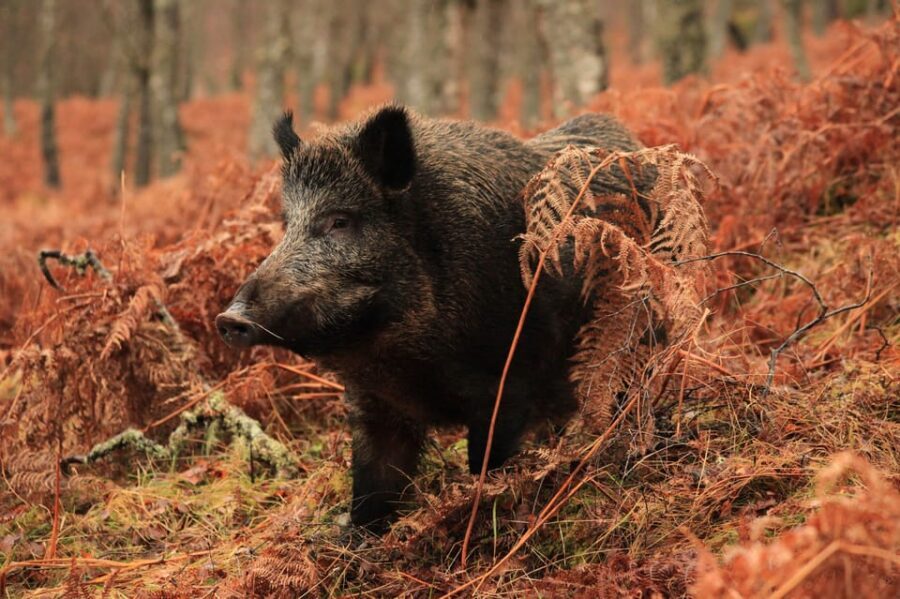 Inverness: Lochs, Waterfalls and Rewilding Experience - FAQ