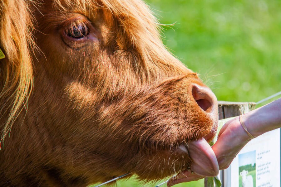 Isle of Arran: Farm Experience Entry Ticket - Animal Encounters