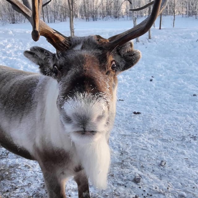 Ivalo: Snowmobile Safari, Meet and Feed Reindeers with Lunch - Analyzing the Value