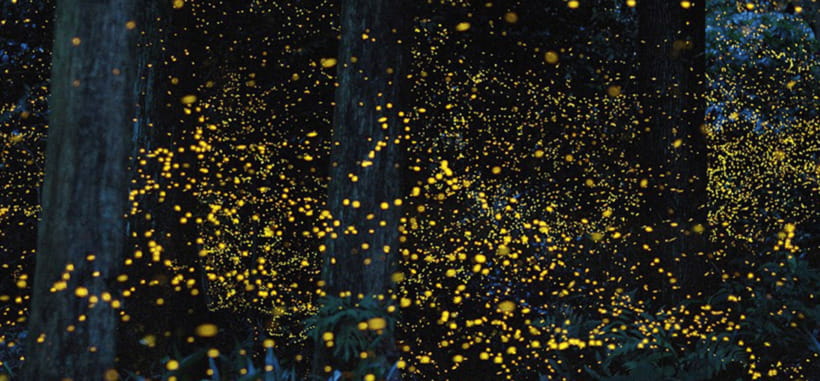 Iwahig Firefly Watching Tour| Puerto Princesa - The Experience: What Travelers Say