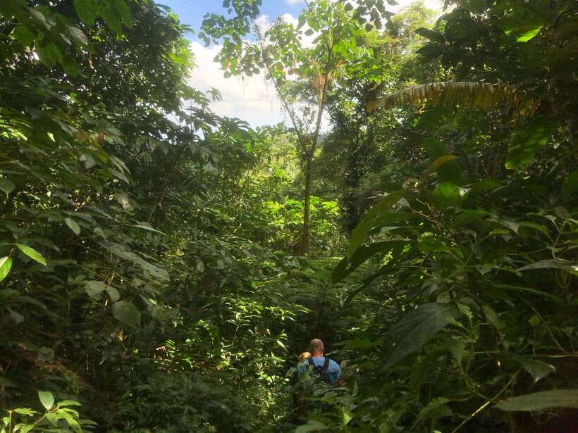 jatiluwih : highlights trekking best bali nature & cultural - Why This Tour Stands Out