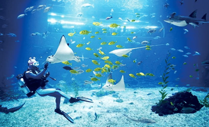 Jeju: Aqua Planet Entry Ticket - Value and Practical Tips