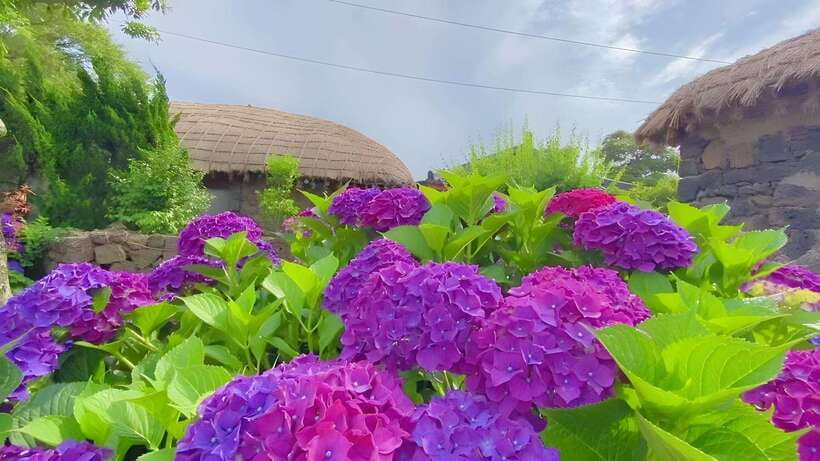 Jeju Hydragea Festival Tour : EAST Route - What to Expect and How to Prepare
