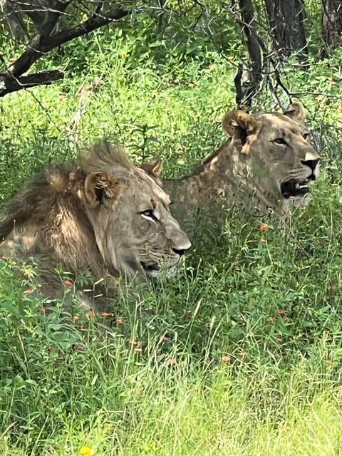 Johannesburg: Half-Day Big 5 Safari Tour - Making the Most of Your Safari