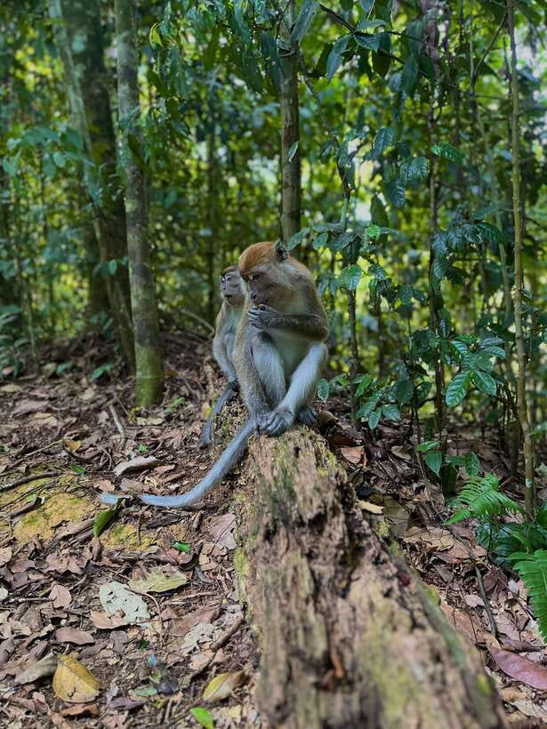 Jungle Trek including stay Batu Ridi Jungle - Deep Dive into the Details