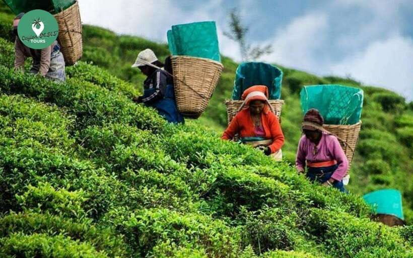 Kandy: Nuwara Eliya Day Explore by Tuk tuk with Local Guide - The Small Group Experience