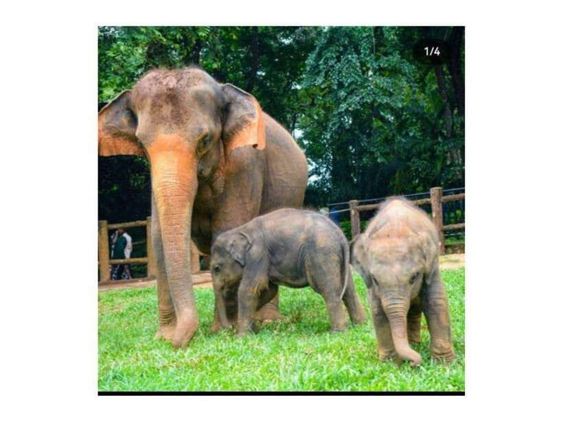 Kandy: Pinnawala Day Tour By Local car (Local Guide) - Sri Lanka’s Artisans and Scenic Spots