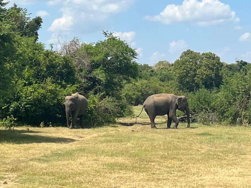 Kaudulla National Park: Private Safari - The Wildlife Experience
