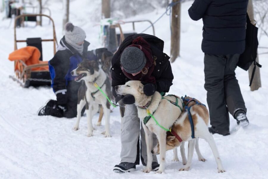 Kemi-Tornio: Husky Sled Ride with Hot Drink - What makes this tour special?