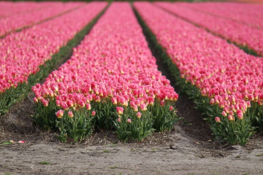 Keukenhof: Flower Fields Small-Group Cultural Bike Tour - Who Will Love This Tour?