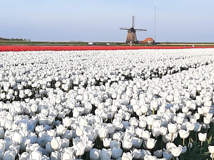 Keukenhof: Private Tulip & Windmill tour with cheese tasting - Who Will Love This Tour?