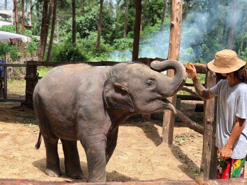 Khaolak: Elephant Interaction in Sanctuary With Bamboo Raft - Itinerary Highlights