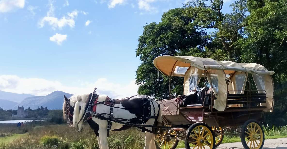 Killarney: Killarney National Park Private Tour - What to Expect During Your Tour