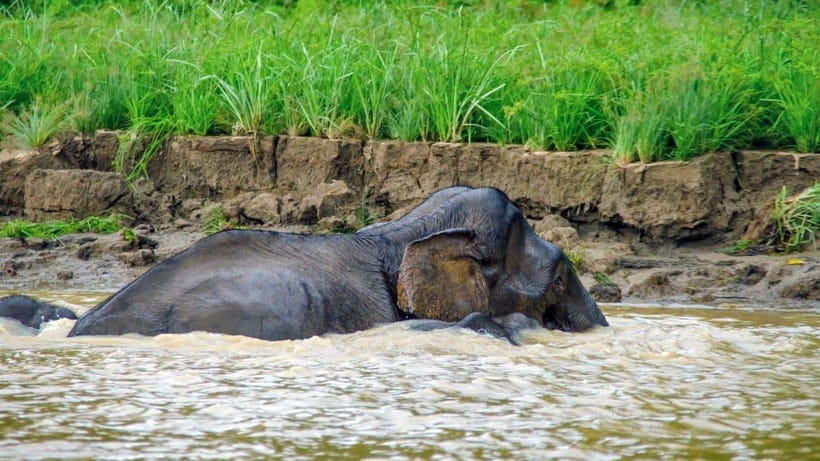 Kinabatangan River Trip from Sandakan with Lunch Included - Who Will Love This Tour?