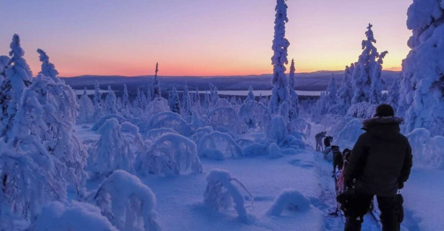 Kiruna: Guided Afternoon Drive Your Own Dog Sled Tour - Why This Experience Works for You