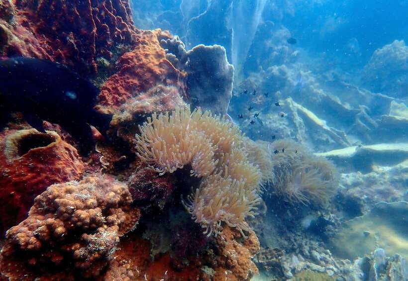 Ko Kut: Private Boat Trip to Koh Rang the National Park - Itinerary and Activities