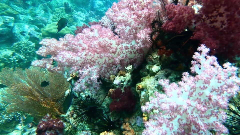 Koh Lipe Snorkeling Program 2 Private Boat Lunch Included - Tour Description