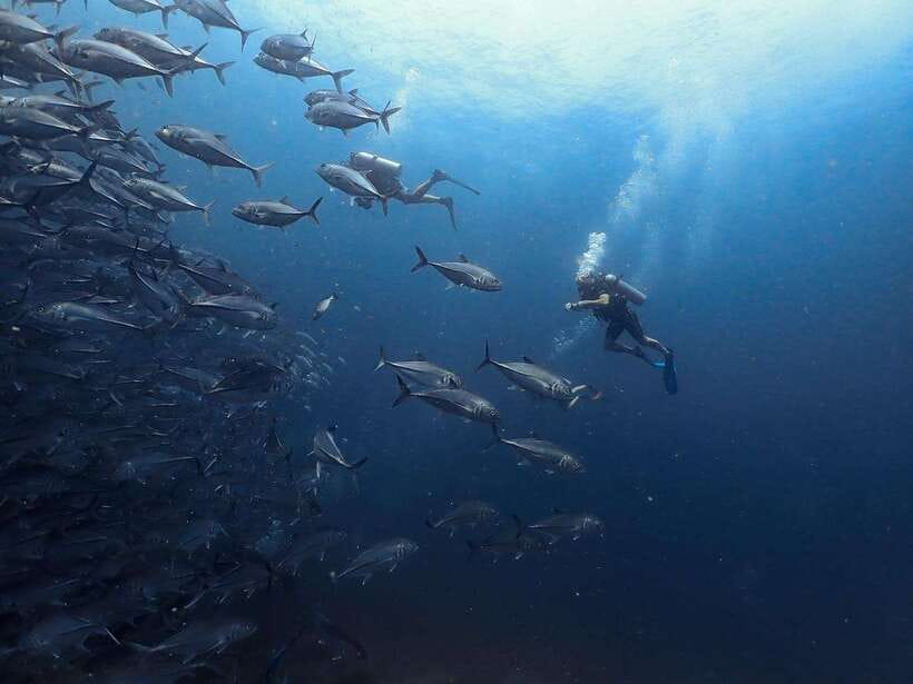 Koh Samui: Dive Tour Chumphon Pinnacles - Itinerary Highlights