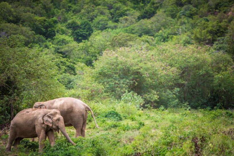 Koh Samui: Ethical Elephant Sanctuary Tour With Buffet Lunch - Itinerary and Activities