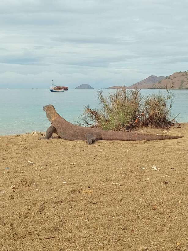 Komodo Island Tour: 3Days 2Nights - Authentic Encounters and Practical Tips