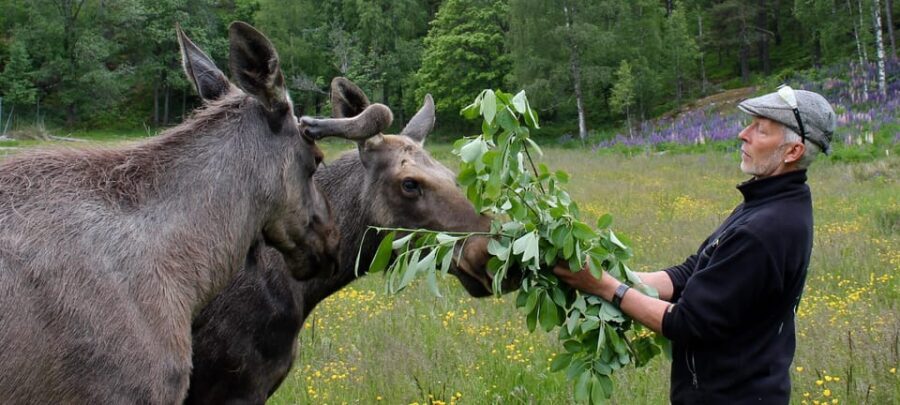 Kristiansand: Guided Bus Tour and Moose Park Experience - Authentic Reviews and Real Feedback
