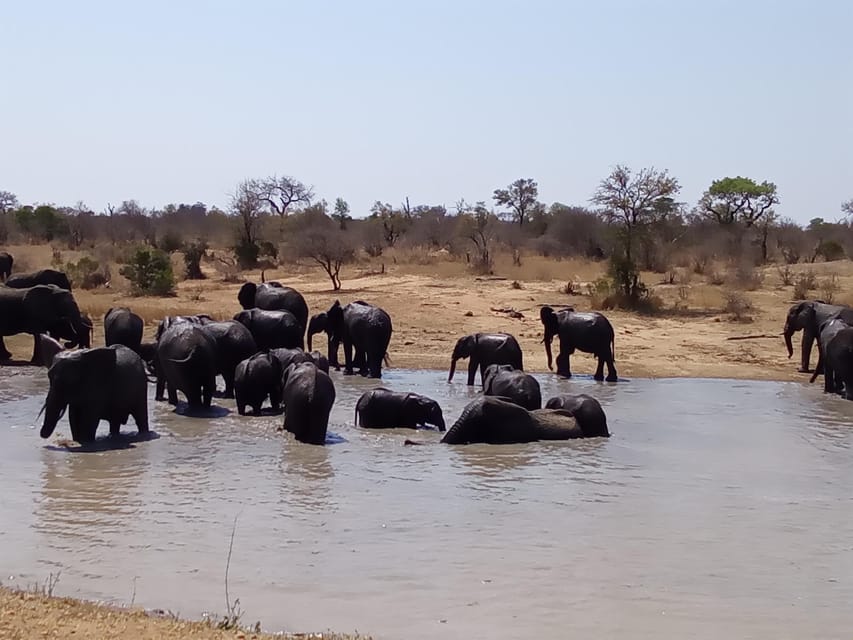 Kruger Park Full Day Guided Safari - The Experience: What You Can Expect