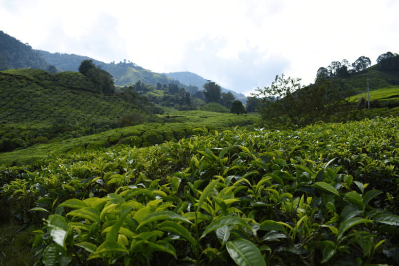 Kuala Lumpur: Cameron Highlands Highlights & Batu Caves Tour - Exploring Batu Caves