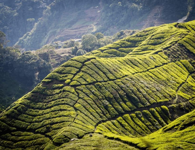 Kuala Lumpur: Customize Your Cameron Highlands Itinerary - What the Reviews Tell Us