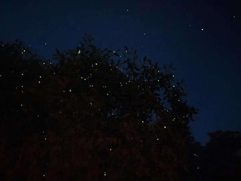 Kuala Lumpur: Kuala Selangor Fireflies and Blue Tears Tour - What the Reviews Say