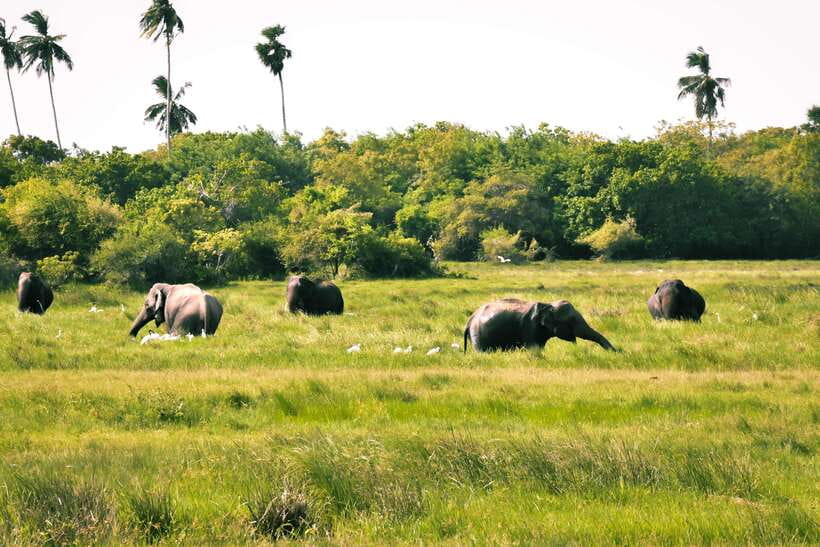 Kumana National Park : Private Half-Day Jeep Safari - The Authenticity & Personal Touch