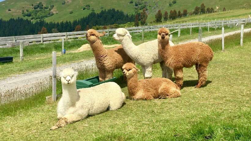 Kundasang: Day Tour with Desa Dairy Farm and Alpaca Club - Is It Worth the Price?