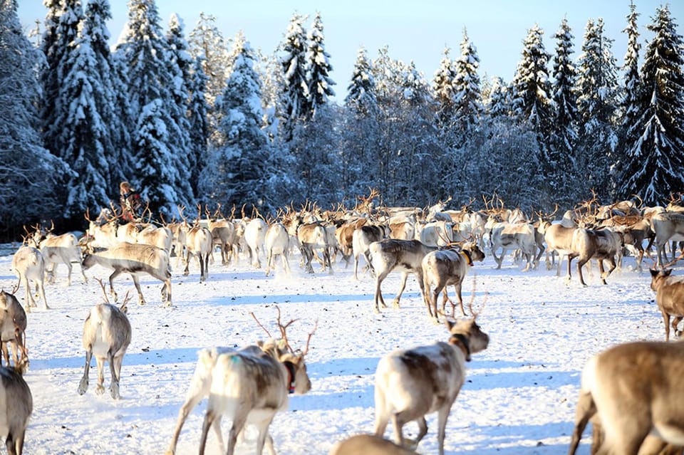 Kuusamo: Morning Feeding of Hundreds of Reindeer - Why This Tour Offers Good Value
