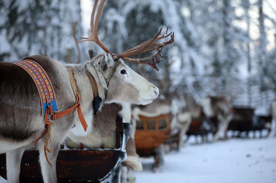 Kuusamo: Reindeer Sleigh Ride and Farm Visit - Why This Tour is Worth Considering