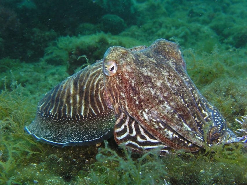 Lagos: 2 Dives on the local Reefs (FOR CERTEFID DIVERS ONLY) - Lagos: 2 Dives on the Local Reefs (FOR CERTIFIED DIVERS ONLY)