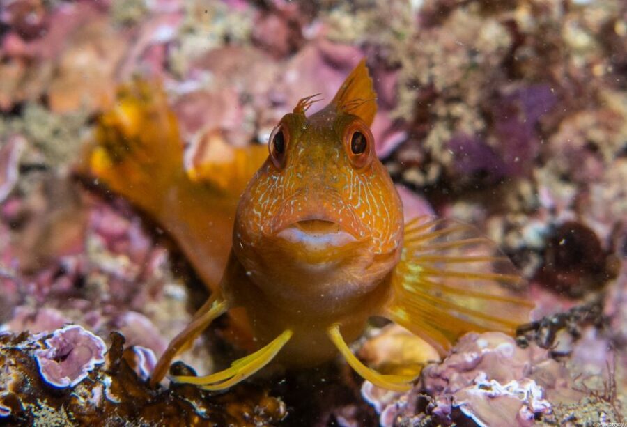 Lagos: Guided Scuba Diving Trip for Beginners - The Practical Side: What’s Included and What’s Not