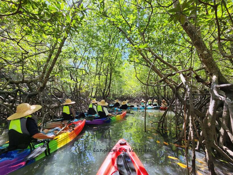 Langkawi : Kilim Mangrove Boat & Fun Kayak Tour with Lunch - Why This Tour Offers Great Value