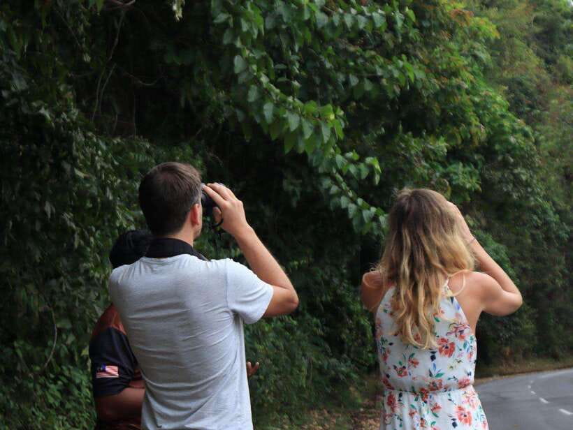 Langkawi: Nighttime Rainforest Tour with Nature Guide - Why You Should Consider This Tour