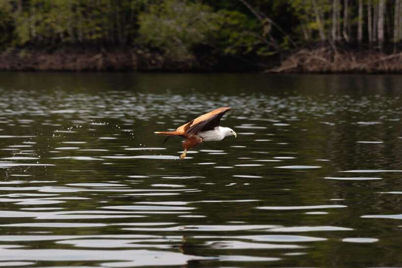 Langkawi Royal Mangrove Tour with Snorkeling Package - The Value of a Private Tour in Langkawi
