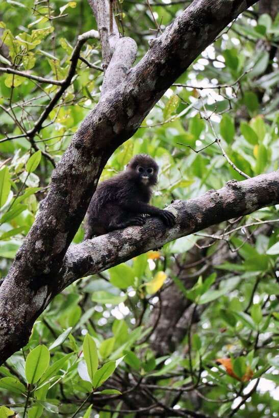 Langkawi: UNESCO Global Geopark Mangrove Cruise - The Sum Up
