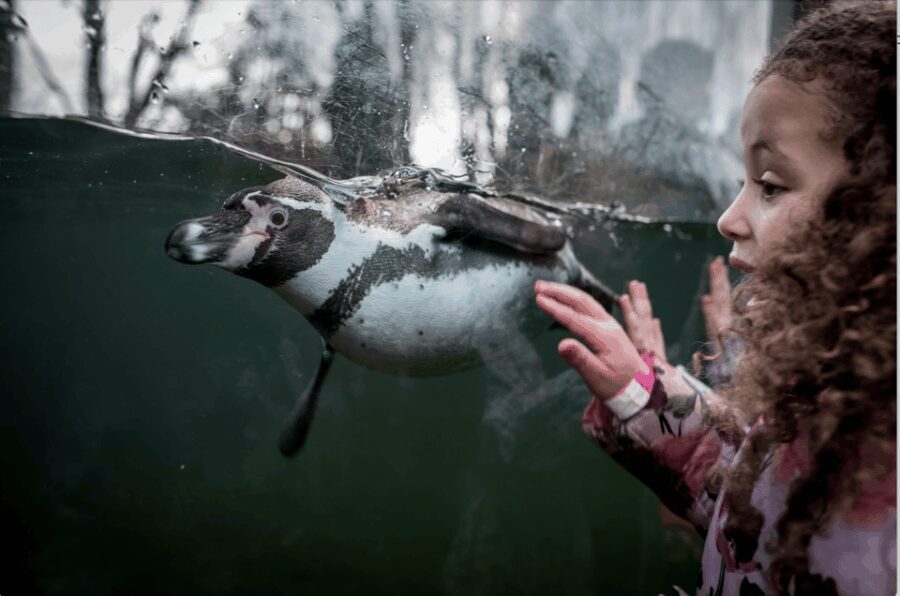 Leicestershire: Twycross Zoo Entry Ticket - What to Expect at Twycross Zoo