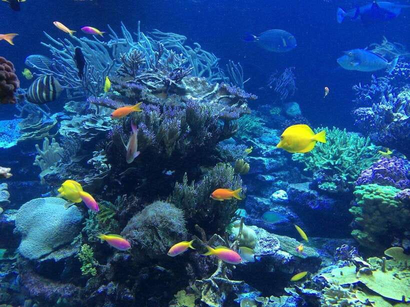 Lembongan Island: Enjoy snorkeling.See a manta ray?/Day trip - The Practical Side: What You Need to Know