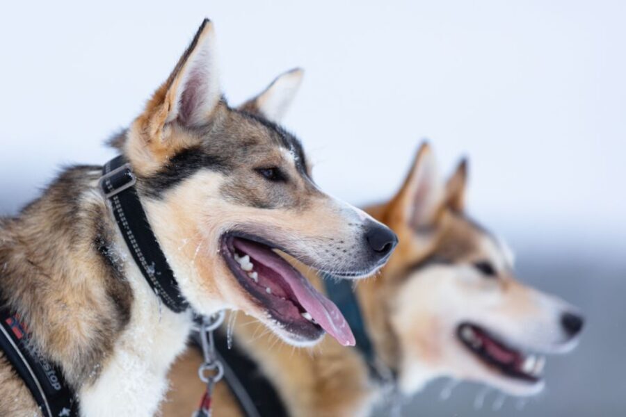 Levi: 7 km Self-Drive Husky Sledding Adventure - The Experience in Depth