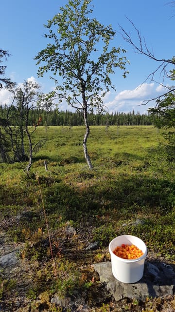 Levi: Berry Picking - Superfoods from Nature - Breaking Down the Itinerary